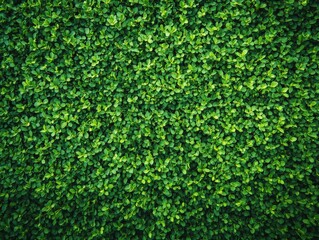 Dense Greenery: A Lush Hedge of Vibrant Leaves Forming a Natural Wall, Ideal for Backgrounds and Textures, Showcasing the Beauty of Nature.