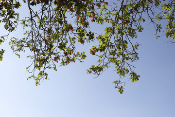tree branches against blue sky