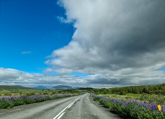 Scenic Road Trip in Iceland under Cloudy Sky with Blooming Lupines