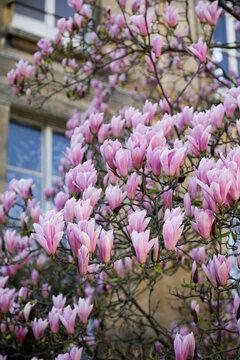 Fototapeta Paris, France. Europe  Spring flowers in bloom.
