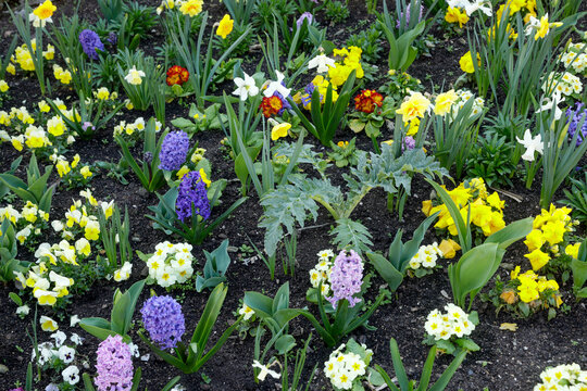Paris, France. Europe  Spring flowers in bloom.