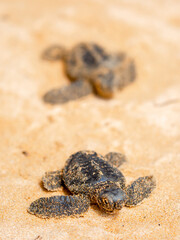 A small baby sea turtle crawls along the sandy shore towards the ocean to survive. The turtle hatched on the island of Sri Lanka. New life, saving the population, the way forward to a new life.