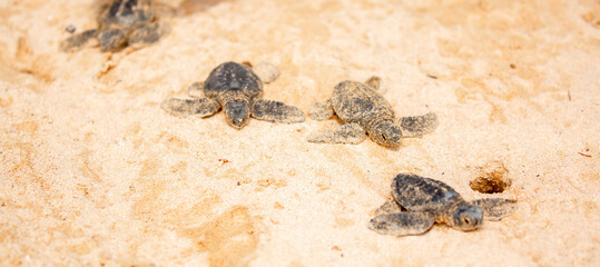 A small baby sea turtle crawls along the sandy shore towards the ocean to survive. The turtle hatched on the island of Sri Lanka. New life, saving the population, the way forward to a new life.