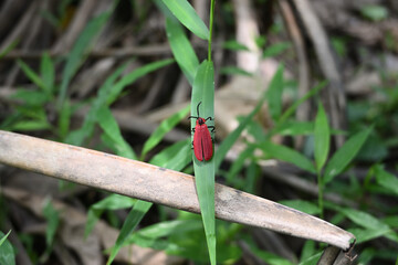 A golden net wing beetle is starting to walk on top of a grass leaf