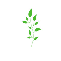 green branch with leaves