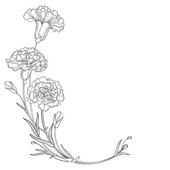 Corner bouquet with outline Carnation or Clove flowers in black isolated on white background. 