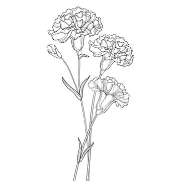 carnation flowers black and white drawing clip art preview