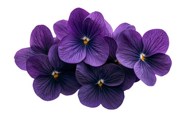 Obraz premium A cluster of blooming violets with deep purple petals, isolated on a transparent background, PNG file.