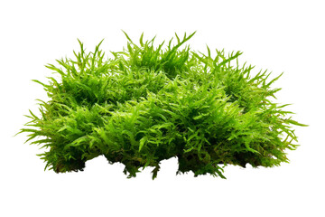 Fototapeta premium A cluster of vibrant moss with soft, fuzzy texture, isolated on a transparent background, PNG file.