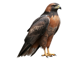 Fototapeta premium Majestic Bird of Prey with Striking Feathers and Keen Eyes