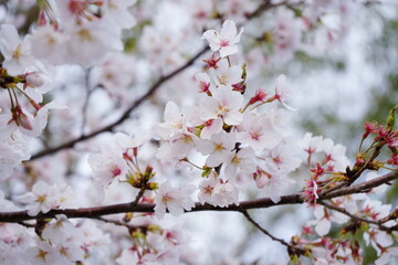 風に泳ぐ満開の桜