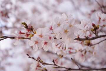 風に泳ぐ満開の桜