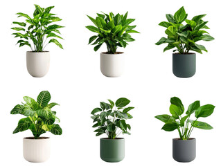 Fototapeta premium A set of indoor houseplants with different leaf patterns, isolated on transparent background, PNG file.