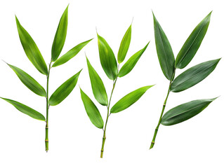 A set of vibrant bamboo leaves in different lengths, isolated on transparent background, PNG file.