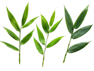A set of vibrant bamboo leaves in different lengths, isolated on transparent background, PNG file.