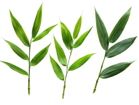 A set of vibrant bamboo leaves in different lengths, isolated on transparent background, PNG file.