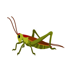 Fototapeta premium Colorful grasshopper illustrating nature on a white background 