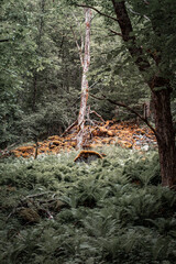 Stumps and rocks in the forest, covered with moss, lichen, and old dry branches.