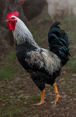 Rooster with black and white colors. Red chicken comb. Gallus gallus domesticus.