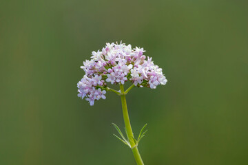 A common valerian. White valerian. White flowers. Valeriana officinalis. Copy space. Spring time in...
