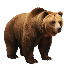 Fototapeta premium Large Brown Bear Standing Isolated on White Background Wildlife Animal