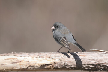 Male Junco in spring