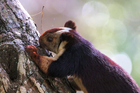 A closeup of Indian Giant Squirrel on a tree trunk in Sim's Park in Coonoor, India