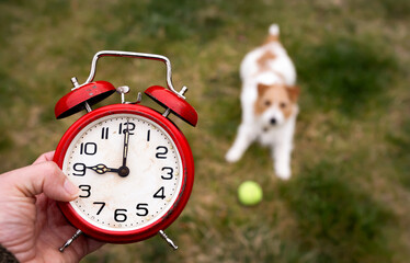 An alarm clock and a small dog with her toy ball in the grass. Time for playing. Pet training.