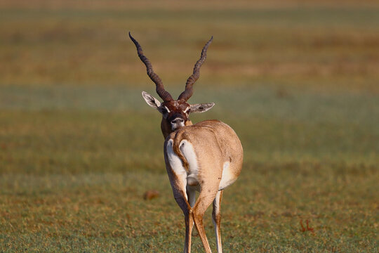 An adult majestic male Blackbuck licking and cleaning it body in Point Calimere Wildlife Sanctuary, Tamil Nadu, India