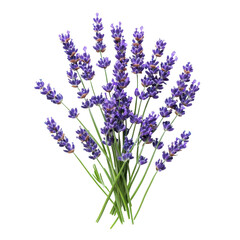 Fototapeta premium Fresh lavender bouquet on a clean Transparent background showcasing vibrant purple blossoms and green stems, Lavender isolated PNG background