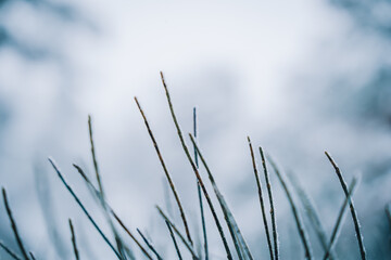Naturaleza con nieve en Cercedilla 