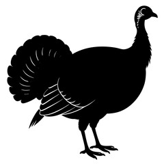 A wild turkey meleagris gallopavo silhouette vector illustration on white background