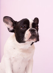 sad face of a french bulldog on a pink background