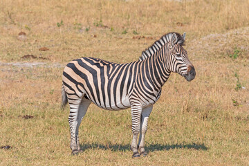 Plains Zebra in the Savanna