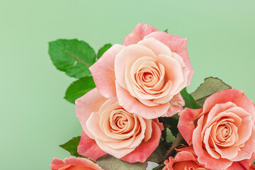 A bouquet of roses in vase on a pastel green background. Blooming flowers, festive concept