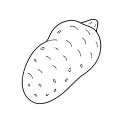 Sweet Potato Isolated Vector for Print

