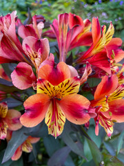 Blüte einer Inkalilie in rot gelb orange Tönen 
