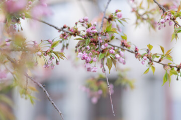 Obraz premium Cherry blossoms in various stages of bloom on a branch, captured with a city building softly blurred in the background
