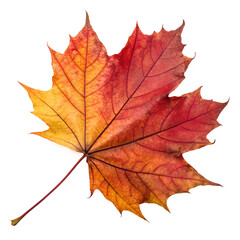 A beautifully detailed maple leaf in warm autumn hues of red, orange, and yellow...