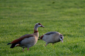 Zwei Nilgänse fressen Gras auf einer grünen Wiese an der Weser