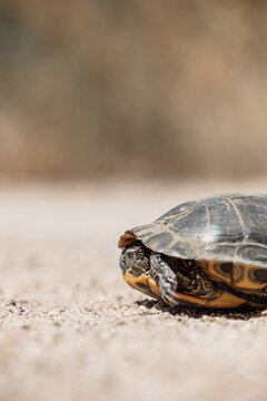 Spanish Pond Turtle Sheltering on Sunlit Sandy Ground