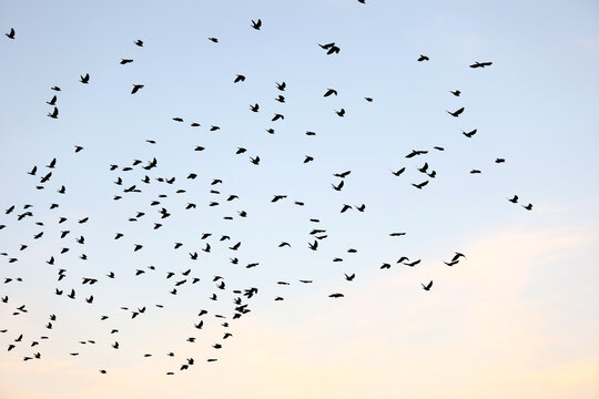 Flock of Eurasian Jackdaws Flying in the Clear Sky