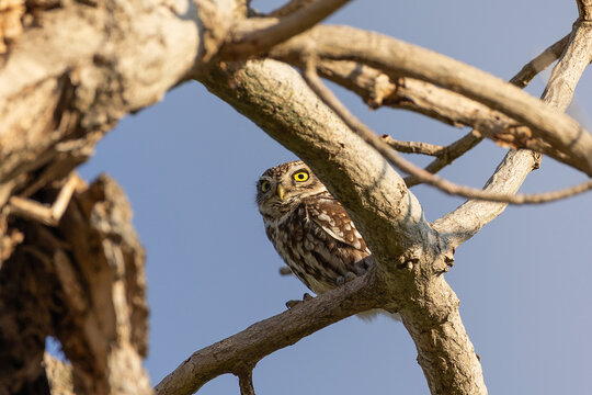 Little owl perched on tree branch with clear blue sky