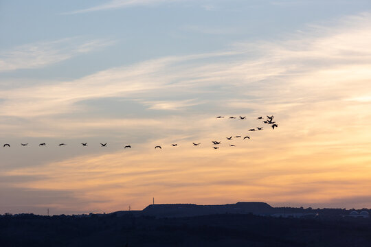 Common cranes flying at sunset over scenic landscape