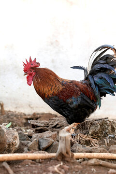 Profile of a rooster with vibrant plumage in natural setting