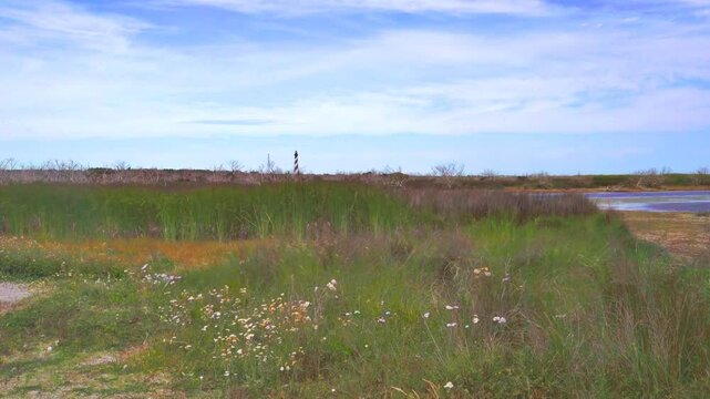 The Cape Hatteras Lighthouse, on the Outer Banks of North Carolina, is visible behind tall marsh grass, skeletal remains of trees and wild flowers.