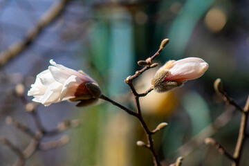A close up of a flower on a tree branch