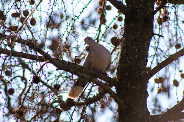 A white bird sitting on a tree branch with pine cones
