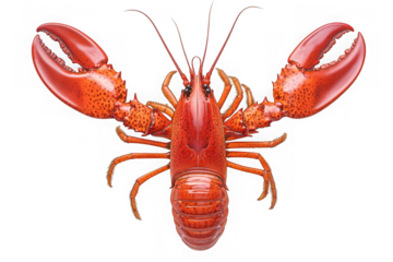A vibrant, glistening lobster, its claws outstretched in a dramatic pose against a stark on Transparent Background