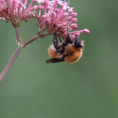 bumblebee on a flower in springtime, Bombus terrestris